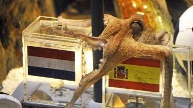 Il polpo-oracolo Paul, catturato ad aprile nelle acque di Marina di Campo