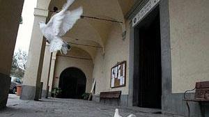 Morìa di colombe, allarme a Stiava