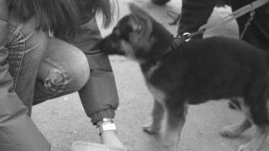 Multe a chi non raccoglie i bisognini di Fido