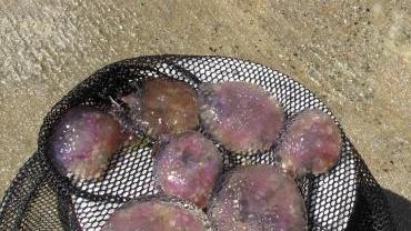 Decine di persone ustionate dalle meduse