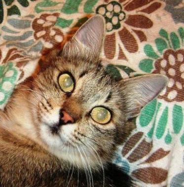 Gattina abbandonata aspetta una nuova famiglia