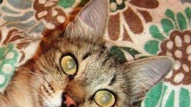 Gattina abbandonata aspetta una nuova famiglia