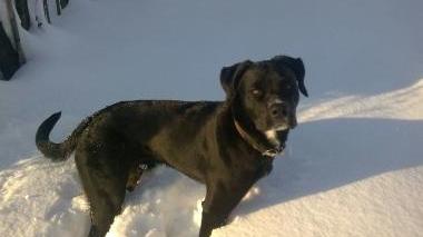 Cane ucciso dai bocconi avvelenati a Barga