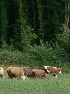 Mucche allevate nella provincia 