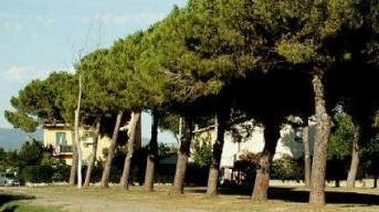 La pineta del Mulino a fuoco