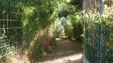 Canne e fogliame invadono la strada da passeggio