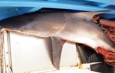 Lo squalo pescato ieri: una femmina di due metri 