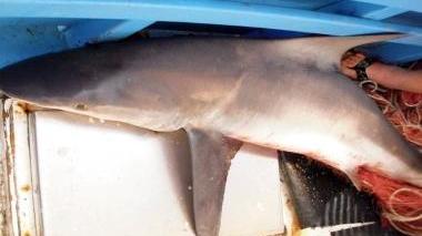 Lo squalo pescato ieri: una femmina di due metri