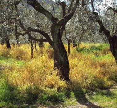 Erba disseccata dai pesticidi accanto agli olivi  