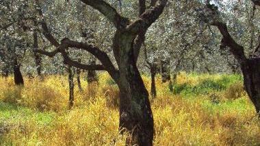Erba disseccata dai pesticidi accanto agli olivi