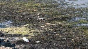 Allarme alghe nella Laguna si rischia una nuova morìa