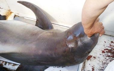 Lo squalo pescato morto a Cerboli 