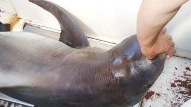 Lo squalo pescato morto a Cerboli