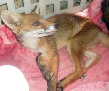 Il cucciolo di volpe dentro la cesta dopo il salvataggio 