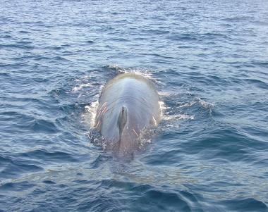 Una balenottera al largo dellElba 