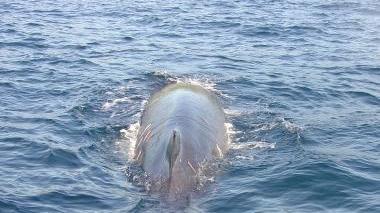 Una balenottera al largo dell’Elba