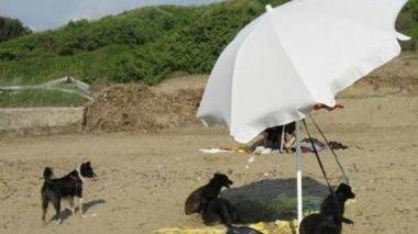 Amici a quattro zampe sulla spiaggia