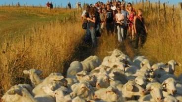 <b>ALLA MANIERA DEI PASTORI </b>Una foto del gregge della passata edizione
