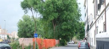 Gli alberi abbattuti sugli scali del Pontino 