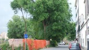 Gli alberi abbattuti sugli scali del Pontino