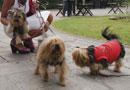 Nasce l'agenzia di moda per cani