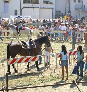 La fiera del bestiame nel Settembre quarratino 