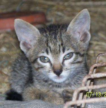 Gattini in adozione
