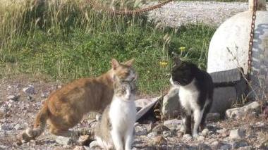 Gatti uccisi col veleno