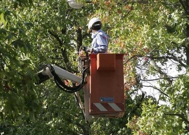 La potatura degli alberi  