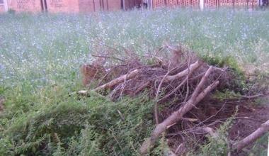 Tra topi, sporcizia ed erba alta giardini della vergogna alla Rosa