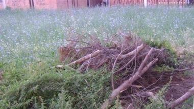 Tra topi, sporcizia ed erba alta giardini della vergogna alla Rosa