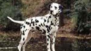 Salvato dai vigili cane chiuso da giorni in macchina