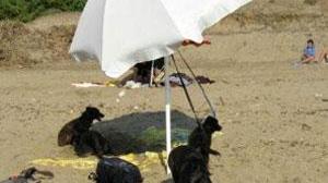 Cani in spiaggia senza regole e controlli E i bagnanti accusano