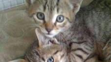 Aumentano i gatti abbandonati