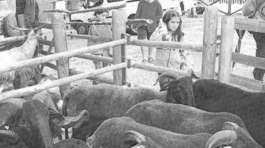 Una passata edizione della Festa dei Pastori