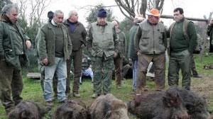 Troppi cinghiali la Provincia dà il via agli abbattimenti