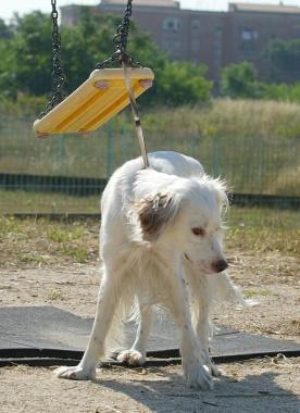 <b>CANE. </b>Troppi gli abbandoni in questi giorni destate  