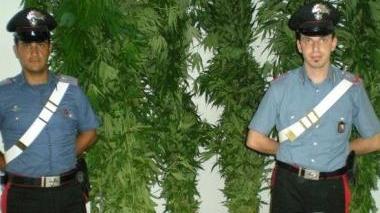 Le piante di marijuana sequestrate