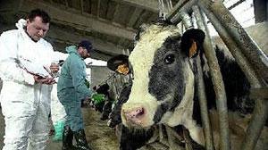 Mucca pazza, la donna malata mai stata in Inghilterra