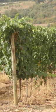 Prodotto metà del vino previsto
