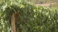 Prodotto metà del vino previsto