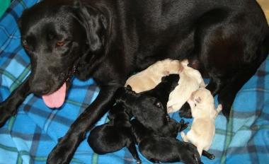 <b>LABRADOR.</b> Le cucciole con la mamma 