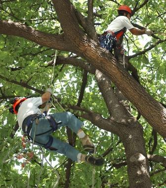 Sopra Cantagallo a destra acrobazia sugli alberi   
