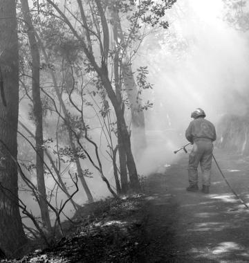 Vigile del fuoco doma lincendio in un bosco 