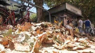 Le foglie che invadono la piazza XX Settembre