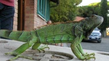 Un esemplare di iguana