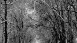 Il parco della Versiliana