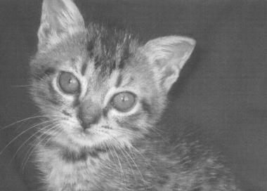Due gattine e un cane cercano una casa