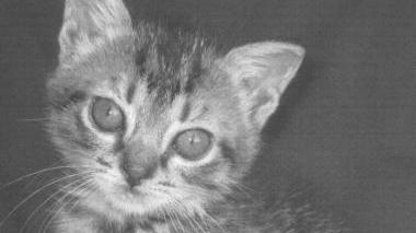 Due gattine e un cane cercano una casa