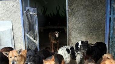 Cani randagi finiti al canile Rifugio Tom che si trova nella frazione di San Lorenzo a Pagnatico